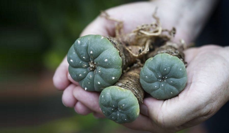 Ritual cacti of Native Americans