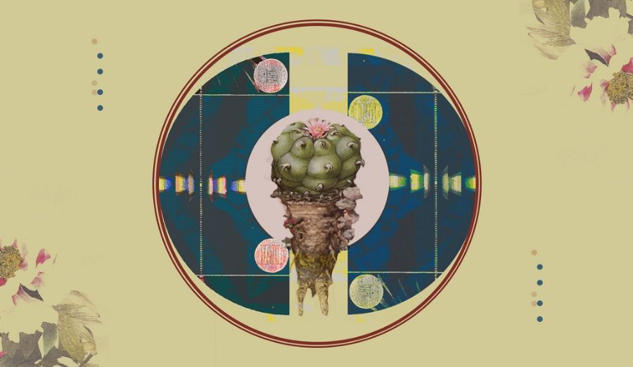 The history of sacred cacti